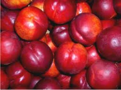 nectarine dulci - 1A Pomi fructiferi altoiti - toamna - 2023