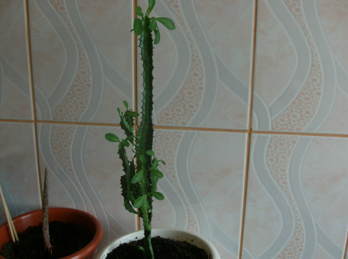 EUPHORBIA TRIGONA