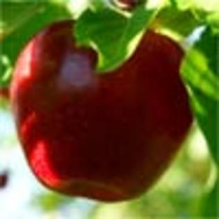 apple - fructe de vara_Yum