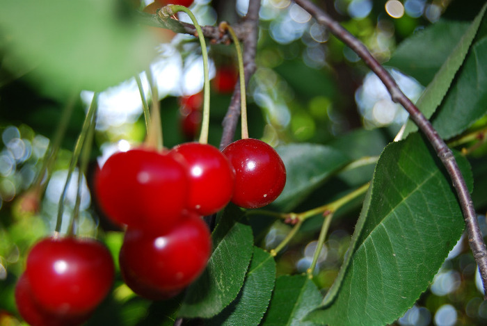 cherries - fructe de vara_Yum