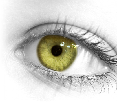 yellow-eye