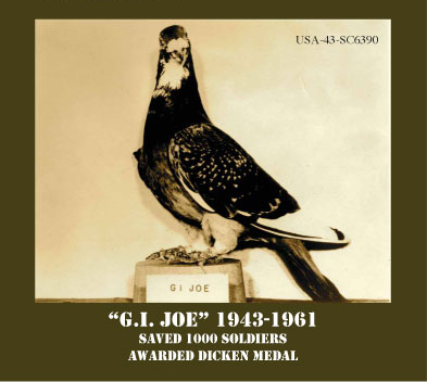 G.I.JOE - Istoria porumbeilor de concurs