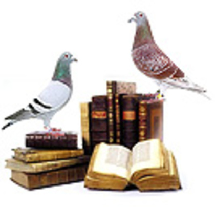 Cititorii - Istoria porumbeilor de concurs
