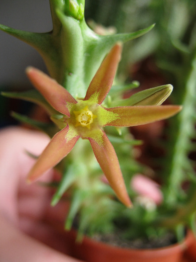 Orbea cucullata (5) - Infloriri 2011