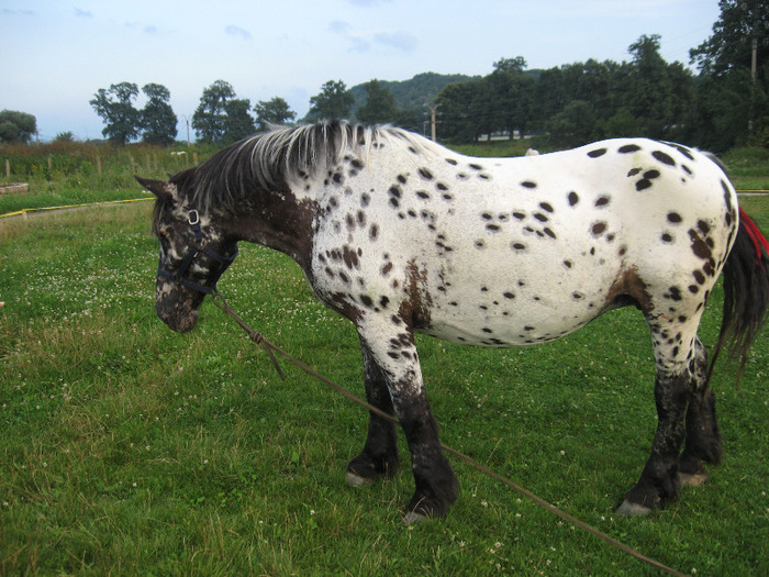 IAPA APPALOOSA NORIKER