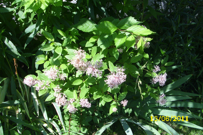 ceanothus marie simone - Arbusti diversi din gradina mea