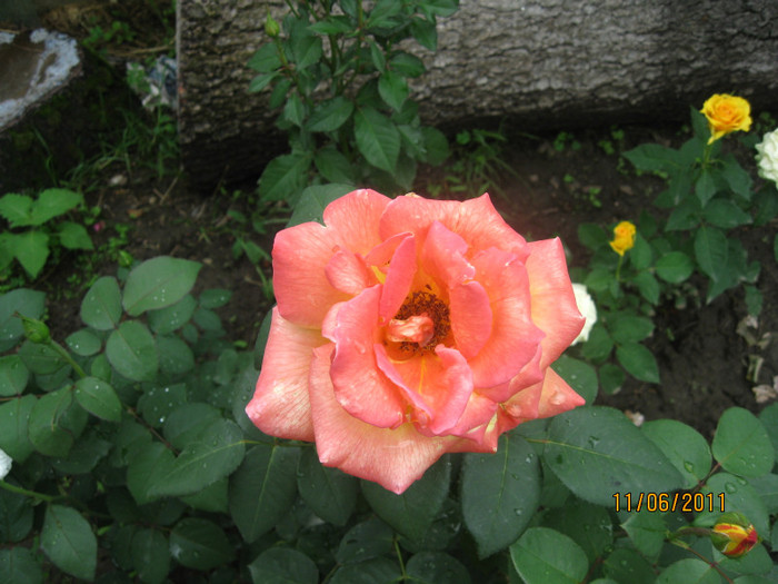 IMG_3109 - Trandafiri 2011
