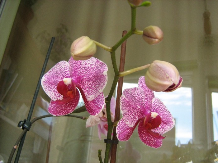 Pistruiata - Orhidee Phalaenopsis