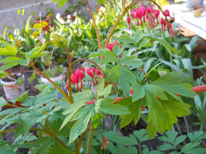 DSCN1460 - dicentra