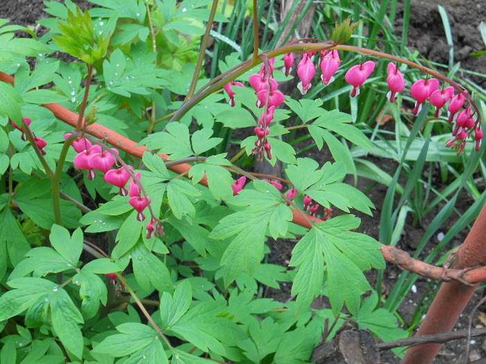 DSCN1505 - dicentra