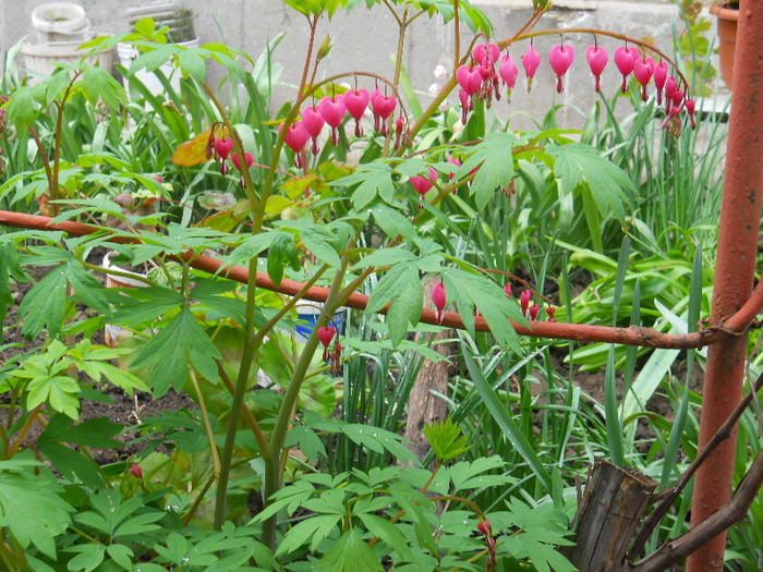 DSCN1506 - dicentra