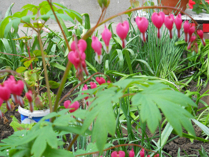 DSCN1507 - dicentra