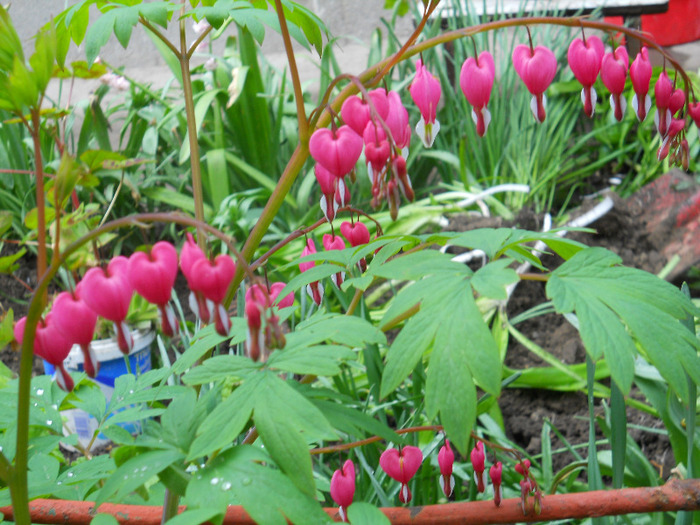 DSCN1508 - dicentra