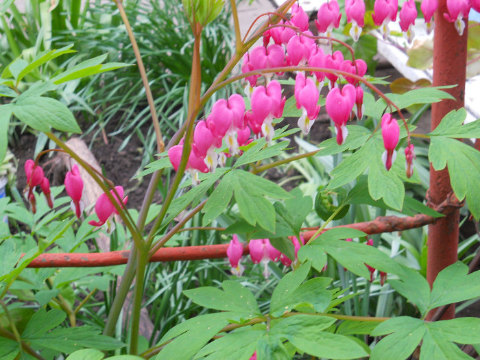 DSCN1532 - dicentra