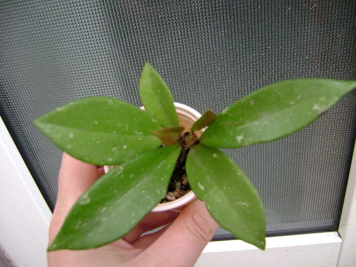 DSC06420 - hoya pubicalyx