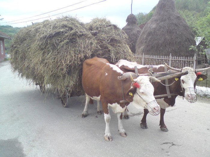 munca traditionala - Tara mea