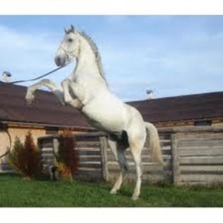 images (11) - poze cai shi ponei