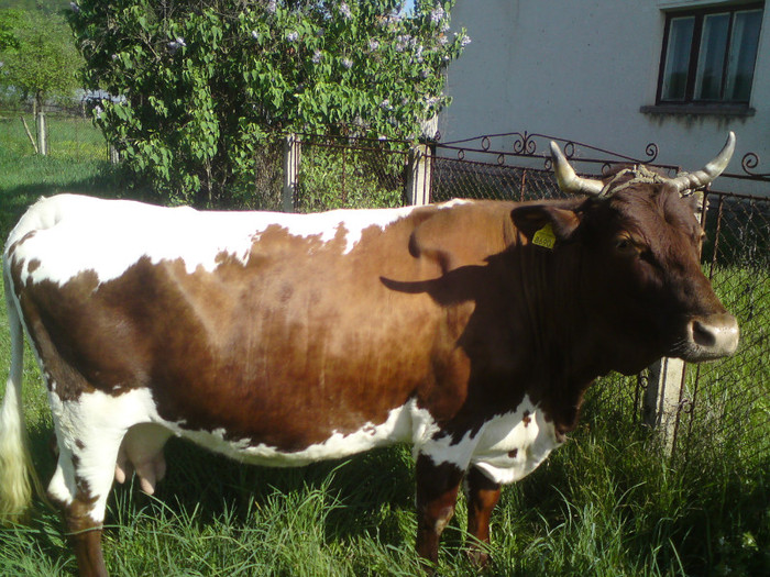 vaca pinzgau