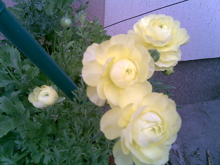 12062011(002) - Au inflorit