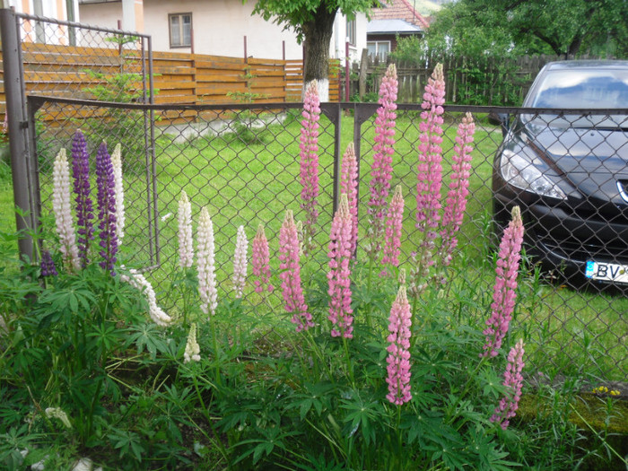 lupini - 2011 flori