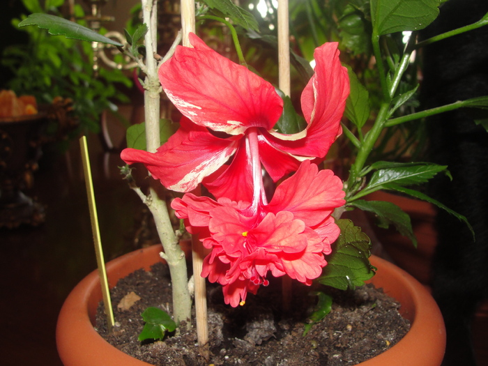 h. el capitolio prima floare - C-plante de la hodnik 2011