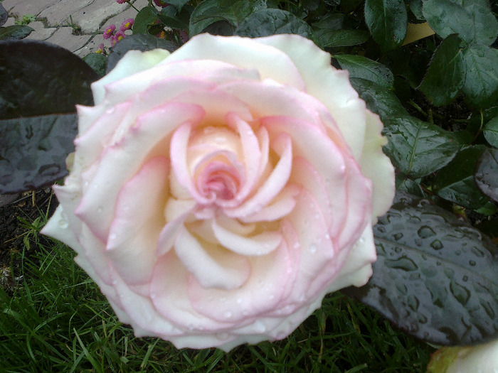  - Trandafir Biedermeier un trandafir de vis
