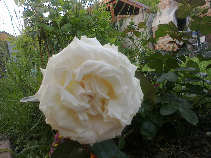  - Trandafir Biedermeier un trandafir de vis