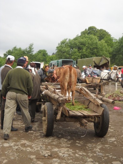 saritori la........sacrificiu! - TARGURI SI  PIETE  LASATI DATELE AICI