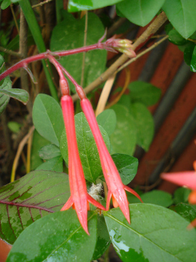 Fuchsia Koralle (2011, June 12)