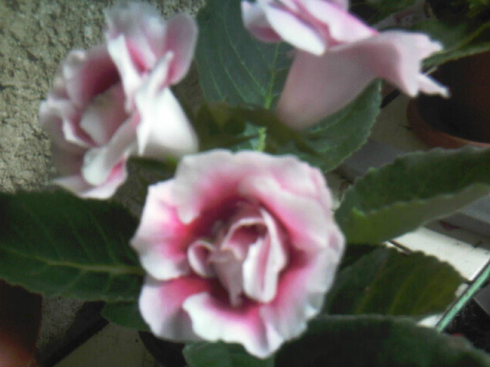 Strawberry Ice Cream