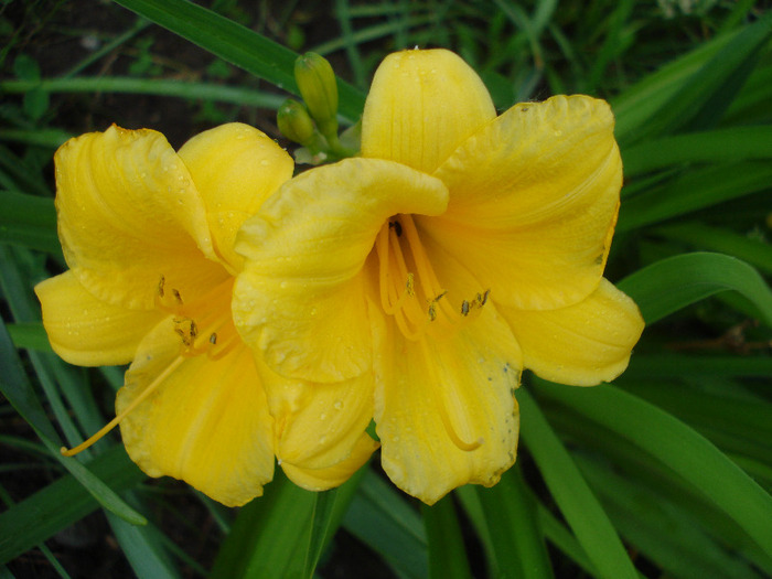 Hemerocallis Stella de Oro (2011, Jun.11)