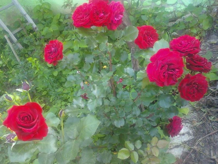 ii iubesc - flori iunie 2011