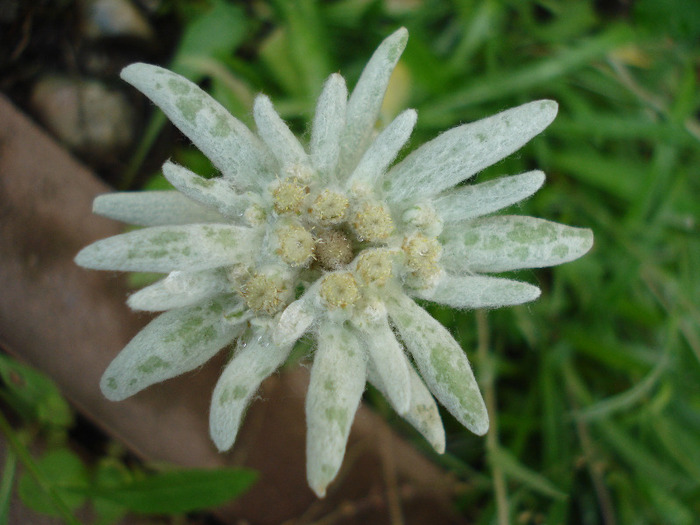 Leontopodium alpinum (2011, June 12)