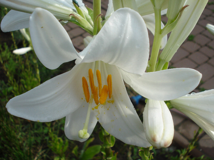 Madonna Lily (2011, June 12)