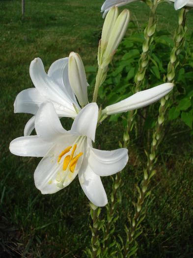 Madonna Lily (2011, June 12) - LILY Madonna Lily