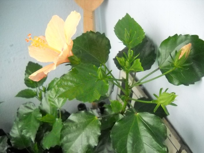 hibiscus - FLORI DIVERSE