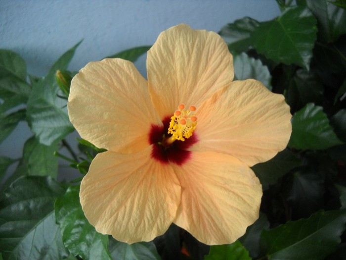 DSCN6609 - FLORI DIVERSE