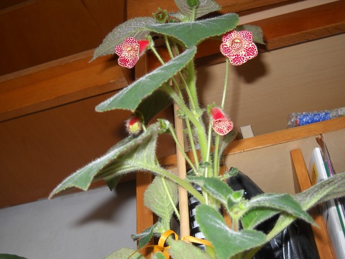 ..............kalankhoe........... - FLORI DIVERSE