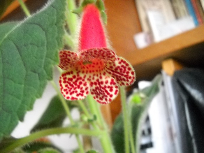 ..........clopotelul...meme - FLORI DIVERSE