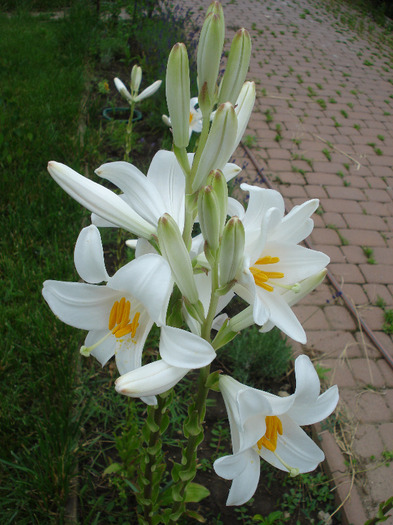 Madonna Lily (2011, June 13) - LILY Madonna Lily