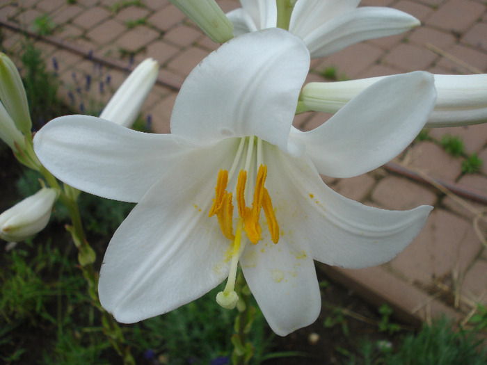 Madonna Lily (2011, June 13) - LILY Madonna Lily