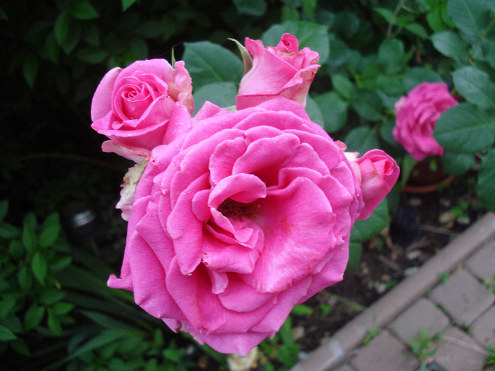 Rose Pink Peace (2011, June 11) - Rose Pink Peace