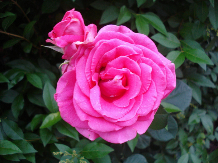 Rose Pink Peace (2011, June 11) - Rose Pink Peace
