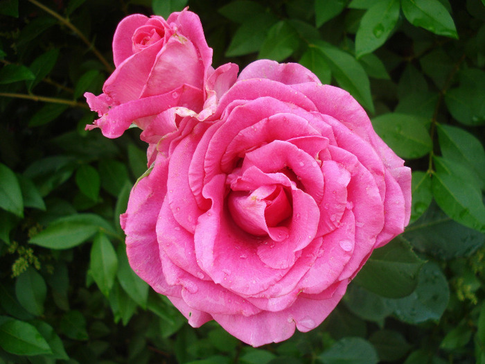 Rose Pink Peace (2011, June 12) - Rose Pink Peace