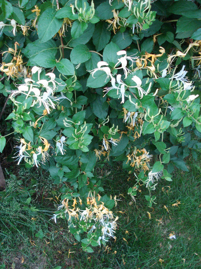 Lonicera japonica (2011, June 11) - LONICERA Japonica