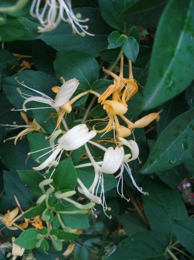 Lonicera japonica (2011, June 11) - LONICERA Japonica