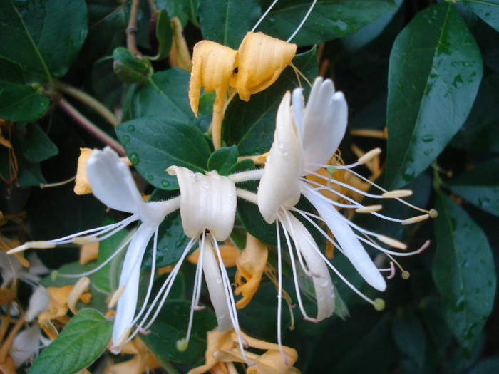 Lonicera japonica (2011, June 11)