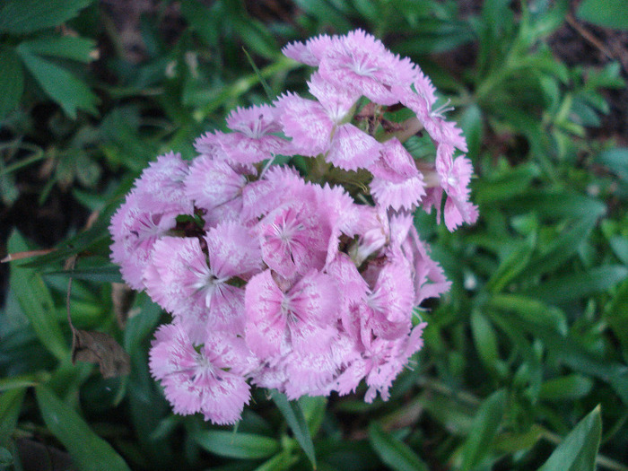 Dianthus barbatus (2011, June 11) - Dianthus Barbatus