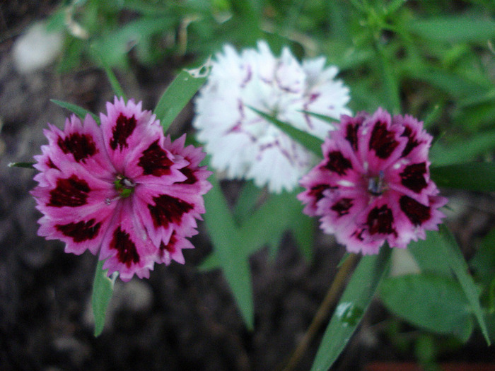 Dianthus chinensis (2011, June 11)
