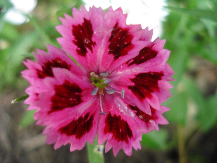 Dianthus chinensis (2011, June 12)